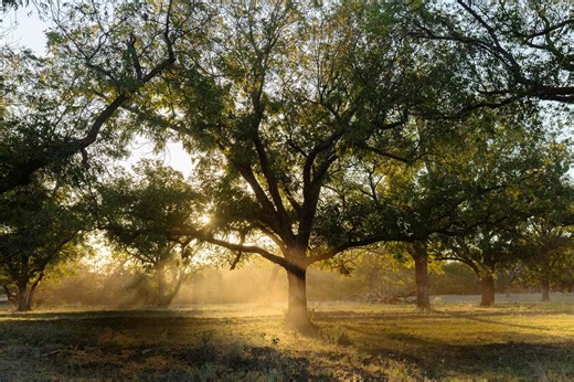 This Tiny Texas Town Has Been The Self-Proclaimed 'Pecan Capital Of The World' For Over 100 Years
