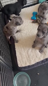 5.7K views · 306 reactions | DNA results are in!!! What adorable mix do you think Peach’s puppies are? We will post in about 90 min so get your guesses in now :) | Weimaraner Rescue of Texas | Facebook