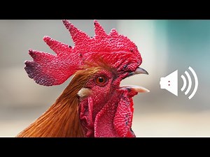 Rooster crowing sounds Effect