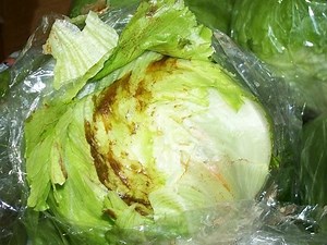 Olpidium brassicae ~ Everything You Need to Know with Photos | Videos