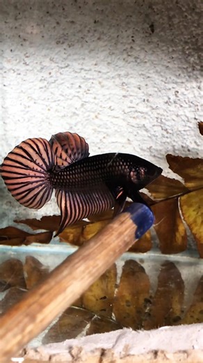 Catching and Show Betta Wild #betta