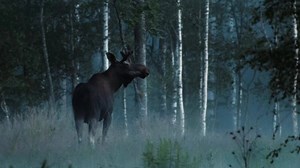 We have run Moose watching tours in Sweden since 2003 and we have seen moose on almost every tour since then, but it does happen that we don't see them. After all, moose are wild animals, they belong in the forest, not in a zoo or a farm. We are local guides who take you to search for wildlife in their own living room. To learn more about moose and the other wild animals that roam here. Feel free to share this clip if you love moose! Thank you for your support. | WildSweden