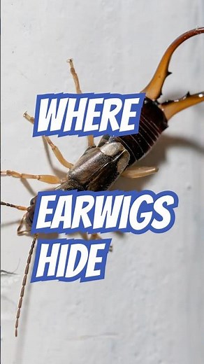 Where Earwigs Hide | Pest Control Inspection Tips from DoMyOwn.com