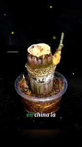 18K views · 333 reactions | Cultivo de caña de azúcar en china  #agricultura #cosecha #cultivo #china #cañadeazucar | Curiomundo7K | Facebook