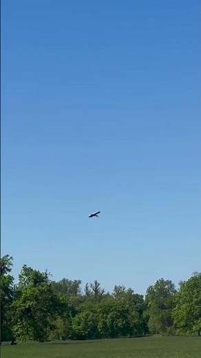 "Discover the Majestic Steller's Sea Eagle! 🦅💖"