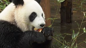 6.9K views · 1.5K reactions | As temperature in Shanghai saw a cliff-like drop, zookeepers at the Shanghai Wild Animal Park are making a special diet to cater to more than 500 inhabitants, making sure they are kept healthy during the cold winter months ahead. | CGTN | Facebook