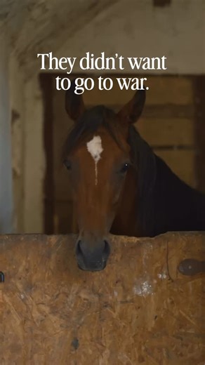 Milestone Equestrian, CEBC on Instagram: "Horses have been central to creating the world as we know it today. When looking back at their history through art, the depictions show a clear picture: stress. Humans have been overlooking stress signals of horses for centuries and our very existence was reliant on doing so. Back then, the excuse was that horses were being used for work and war, out of necessity. Nowadays, horses are largely used for sports and recreation. There aren’t the same pressing