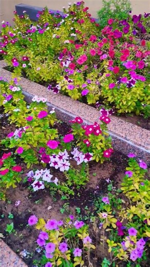 Flowers🌹Show