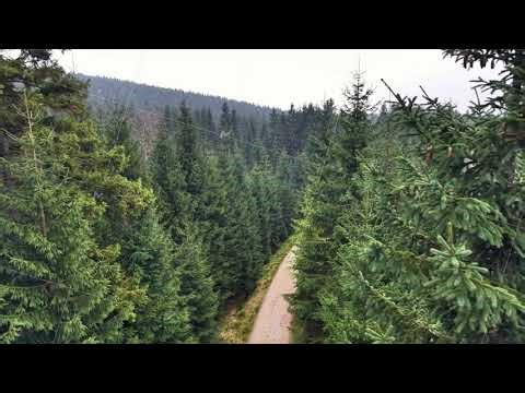 Scenic Aerial Shot Of Forest Road Winding, Majestic Drone Footage Of Curved Pine Pathway Through