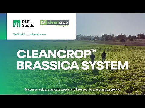 DLF Seeds Cleancrop™ Brassica System - Control weeds and increase yield