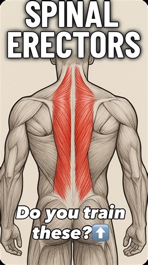 Do you train the spinal erectors? | Out Of Tune Coaching
