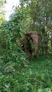 💞👉Enjoy your time with your giant friends💞 Her name is Bonmee 🐘🐘 💚There are 7 elephants roam free in the forest.Your visit will support our elephants have a better life. 💫No riding 💫No bull hook 💫Just love for the elephants 💚If you would like to come to support our elephants you can contact us all the time. contact us: ☑️Inbox this facebook page ☑️Email: info.elephanthaven@gmail.com | Elephant Haven Thailand