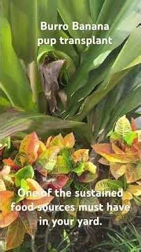 Burro Banana pup transplant to containers #garden #veggieslover #vegetable