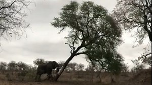Elephant bull shows incredible strength when he pushes over large tree