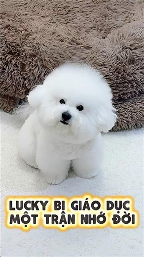Lucky Bị Giáo Dục Một Trận Nhớ Đời 🐶😱💥