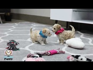 Maltipoo Behavior Explained: Personality Traits You Should Know