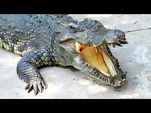 Crocodile Scutes: The Story of Scales as They Age