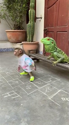 Monkey Dancing in Front of a Lizard 😂🦎🐒 #shorts