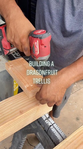 DIY Dragon Fruit Trellis Building Guide