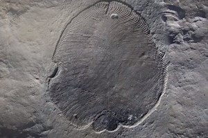 La Dickinsonia è il più antico animale conosciuto: ha 558 milioni di anni. Scoperta storica