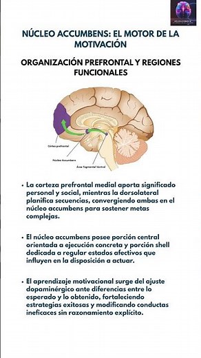 #Neuroscience: Nucleus accumbens, prefrontal cortex and complex goals 🧩