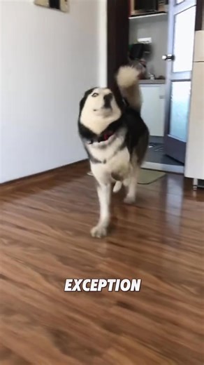 101K views · 4.4K reactions | How does a dog see you?#viral #animals #foryou #cute #tiktok #dog | whitecatt03 | Facebook