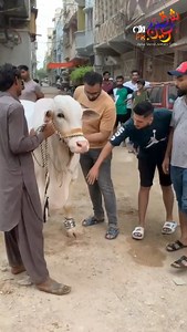 9.5K views · 130 reactions | SAY MASHALLAH  ❤️ HIPPO ❤️ SHAUQEEN.PK KO FOLLOW KARLO NOTIFICATION AP SB TEK PONCH JAE GE  . . . . . . . . . #Hippo #LiveUnloading #shauqeenpk #mandi #CowMandi #maryamcattlefarm #fypシviralシ2024 #fypviralシ #fypシ゚ | Karachi Sohrab Goth Cow Mandi-Bakra Eid In Pakistan | Facebook