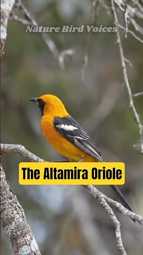 The Altamira Oriole #birds #birdsong #birdsounds