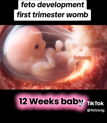 Understanding Fetal Development in the First Trimester