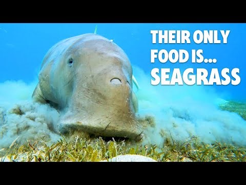 1,000 Dugongs Gathered Here (World Record)