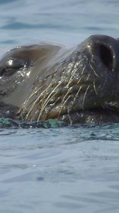 115K views · 1.2K reactions | #IncredibleAnimalJourneys? More like incredible animal escapes! Narrated by Jeremy Renner, don't miss the season premiere Sunday, November 19 at 9/8c on National Geographic TV. Streaming on Disney+ and Hulu. | National Geographic Animals | Facebook