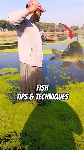 slingshot fishing tips and techniques #shortsfeed #slingshot #fishingtips #fun