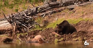 Grizzly elk encounter thrills viewers