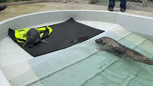 So this is what happened when we introduced Leo the common or harbour seal pup to Smudge the grey seal, who is more than twice his size. A little bit scary...for both of them! #selkie #greyseal #commonseal #harbourseal #shetland | Hillswick Wildlife Sanctuary