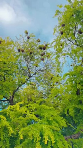 🐦🌿 Just hanging out in their beautiful nests! Nature never fails to amaze. 🌳✨ #naturenest #nature #birds #trees #nest #beautiful