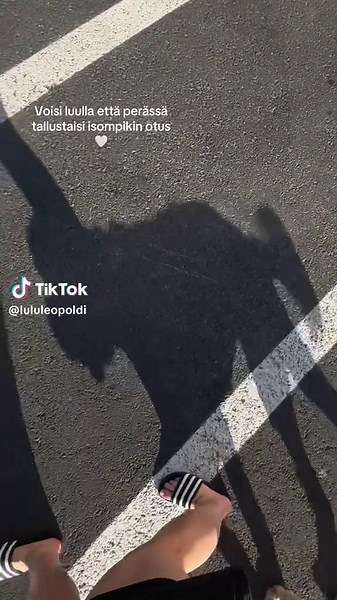 Adorable Australian Labradoodle Moments