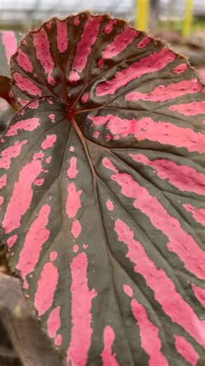 Begonia brevirimosa ‘Exotica’🌿✨ This is metallic pink against deep green no filters needed. Its fuchsia patterns are a natural adaptation for low-light environments, creating a neon glow that feels unreal. The Essentials: • Humidity: Needs 70% or higher. • Light: Bright indirect to keep the colors sharp. • Feel: Thick, asymmetrical leaves with a metallic sheen. #begonia #begoniabrevirimosa #ecuagenerausa #exoticplants #fuchsia botany rareplants | Ecuagenera USA