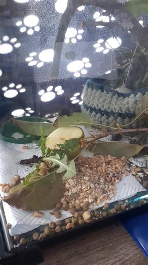 3 comments | Clicker wood mouse this morning  | Hedgepigs and Hoglets Rescue | Facebook