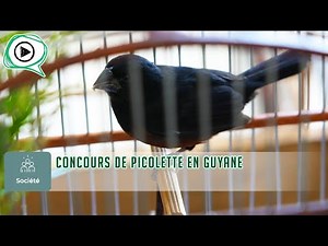 🐦🏆 Concours de Picolette en Guyane