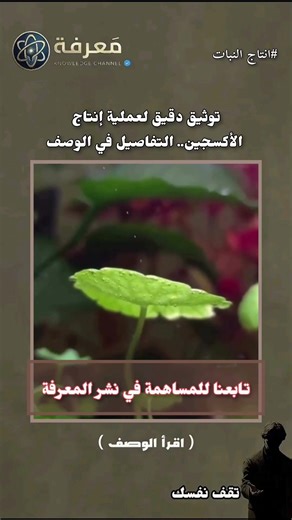 أعظم معجزة صامتة: شاهد كيف تصنع النباتات الأكسجين الآن! 🌱💨