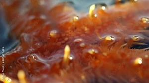 Underside of a starfish with tiny orange legs ,Close up shot of turned upside down by the waves during low tide, Eilat, Israel