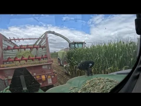 Chopping silage for cattle