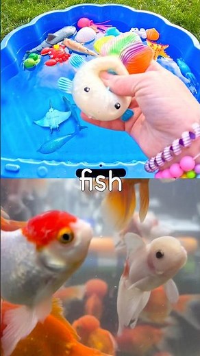 Sea Animal Names | Kids Learn with Toys: Seal Tiger Shark Seahorse Fish Eagle Ray