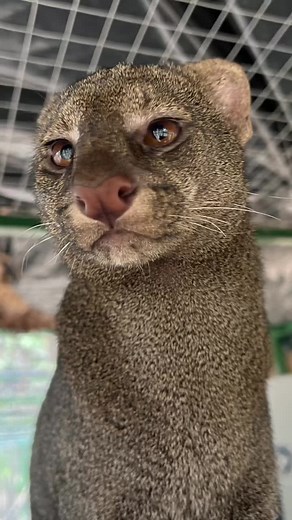 Descubre la Onza: El Jaguarundi Mexicano