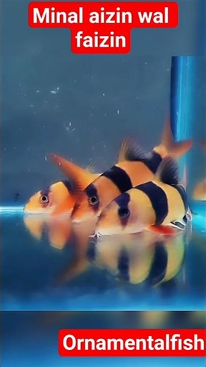 Botia fish can accompany your predator collection#fishkeepinghobby