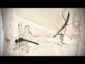 Praying Mantis VS Dragonfly - Celebration Of 700 Subscribers