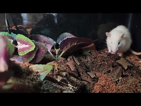 Waiting For Perfect Timing|Rhino Viper