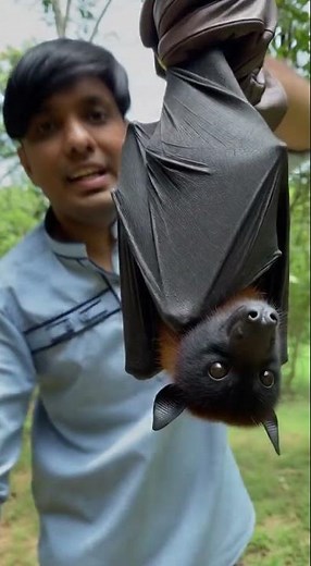 look at this Pteropus giganteus #shortvideo #viralvideo