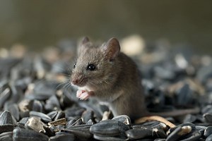 Pet Mice vs. Wild Mice (Are They One in the Same?)