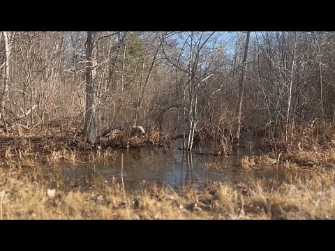 Spring Peeper Calls | Nature Sleep Sounds | Peepers, Frogs, Crickets